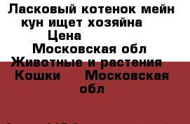 Ласковый котенок мейн кун ищет хозяйна   › Цена ­ 10 000 - Московская обл. Животные и растения » Кошки   . Московская обл.